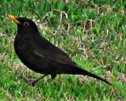 Último fin de semana de febrero