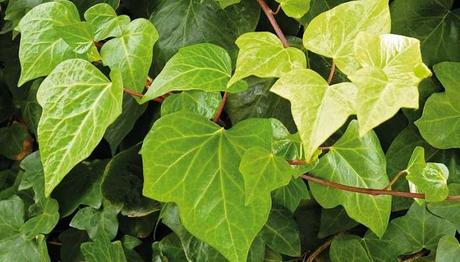 10 eficaces remedios caseros para las canas