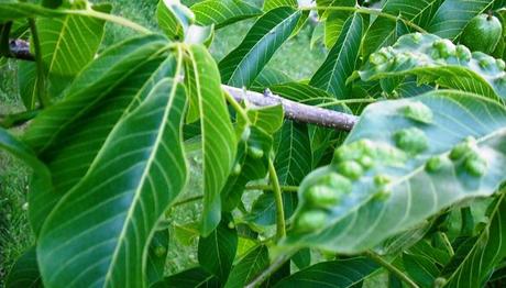 10 eficaces remedios caseros para las canas