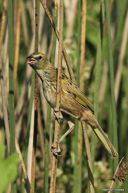 Censo Neotropical de Aves Acuáticas (febrero 2016)