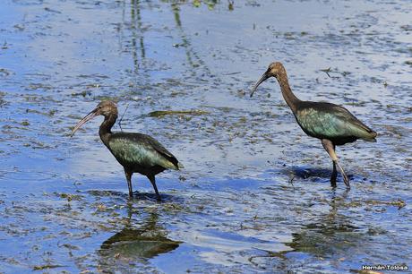 Censo Neotropical de Aves Acuáticas (febrero 2016)