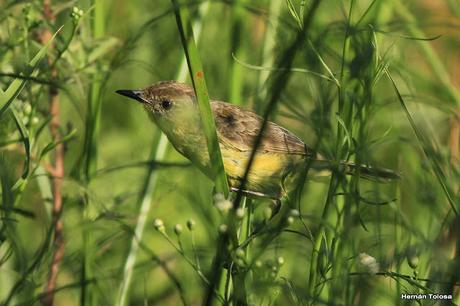 Censo Neotropical de Aves Acuáticas (febrero 2016)