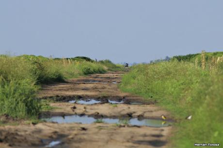 Censo Neotropical de Aves Acuáticas (febrero 2016)