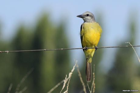 Censo Neotropical de Aves Acuáticas (febrero 2016)