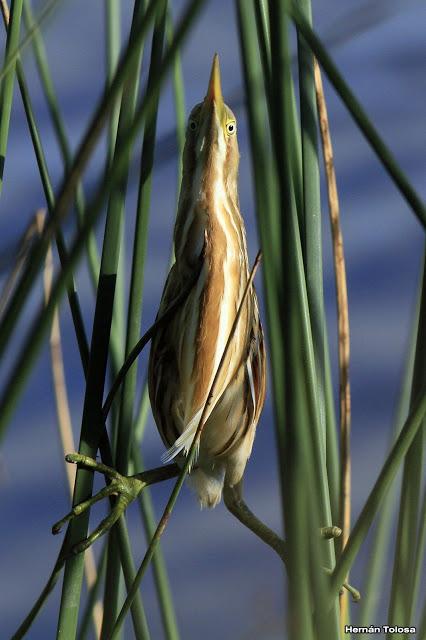 Censo Neotropical de Aves Acuáticas (febrero 2016)