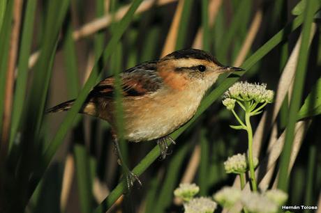 Censo Neotropical de Aves Acuáticas (febrero 2016)