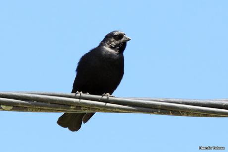 Censo Neotropical de Aves Acuáticas (febrero 2016)