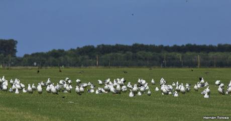 Censo Neotropical de Aves Acuáticas (febrero 2016)