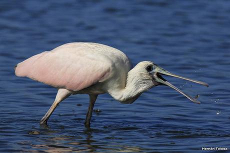 Censo Neotropical de Aves Acuáticas (febrero 2016)