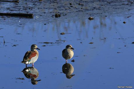 Censo Neotropical de Aves Acuáticas (febrero 2016)