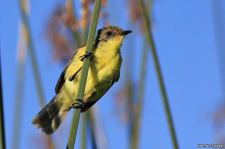 Censo Neotropical de Aves Acuáticas (febrero 2016)