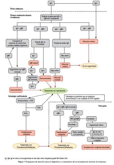 Toxoplasmosis congénita Toxoplasmosis congénita