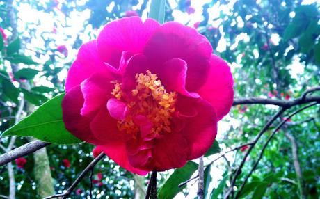 Ruta de la Camelia: El jardín de La Saleta en invierno, del 1 al 29 de febrero de 2016. Camellia's route: Saleta's Garden in winter, February 1-29, 2016.