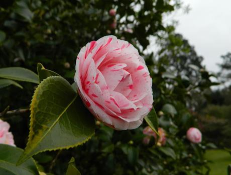 Ruta de la Camelia: El jardín de La Saleta en invierno, del 1 al 29 de febrero de 2016. Camellia's route: Saleta's Garden in winter, February 1-29, 2016.