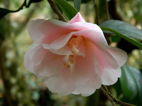 Ruta de la Camelia: El jardín de La Saleta en invierno, del 1 al 29 de febrero de 2016. Camellia's route: Saleta's Garden in winter, February 1-29, 2016.