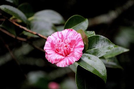 Ruta de la Camelia: El jardín de La Saleta en invierno, del 1 al 29 de febrero de 2016. Camellia's route: Saleta's Garden in winter, February 1-29, 2016.