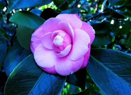 Ruta de la Camelia: El jardín de La Saleta en invierno, del 1 al 29 de febrero de 2016. Camellia's route: Saleta's Garden in winter, February 1-29, 2016.