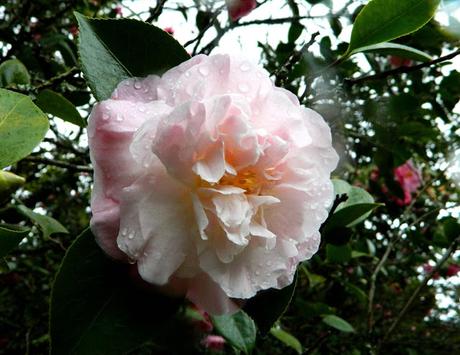 Ruta de la Camelia: El jardín de La Saleta en invierno, del 1 al 29 de febrero de 2016. Camellia's route: Saleta's Garden in winter, February 1-29, 2016.