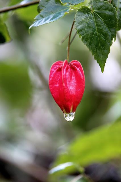 Ruta de la Camelia: El jardín de La Saleta en invierno, del 1 al 29 de febrero de 2016. Camellia's route: Saleta's Garden in winter, February 1-29, 2016.