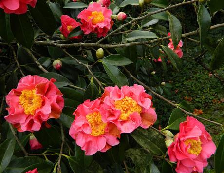 Ruta de la Camelia: El jardín de La Saleta en invierno, del 1 al 29 de febrero de 2016. Camellia's route: Saleta's Garden in winter, February 1-29, 2016.