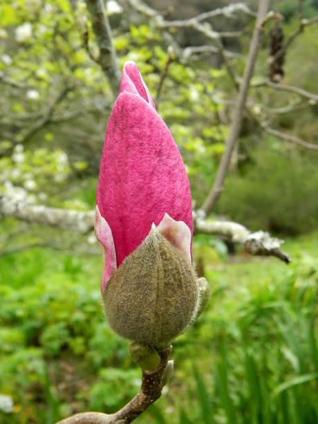 Ruta de la Camelia: El jardín de La Saleta en invierno, del 1 al 29 de febrero de 2016. Camellia's route: Saleta's Garden in winter, February 1-29, 2016.