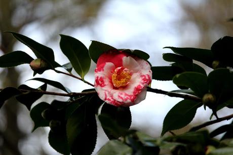 Ruta de la Camelia: El jardín de La Saleta en invierno, del 1 al 29 de febrero de 2016. Camellia's route: Saleta's Garden in winter, February 1-29, 2016.