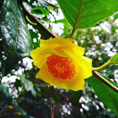 Ruta de la Camelia: El jardín de La Saleta en invierno, del 1 al 29 de febrero de 2016. Camellia's route: Saleta's Garden in winter, February 1-29, 2016.