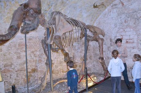 Museo del mamut Barcelona