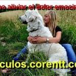 ¿Cómo aliviar el dolor emocional?