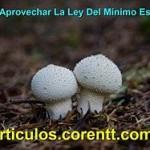 El enfoque y la ley de la atracción ¿Cómo aprovechar la ley del mínimo esfuerzo?