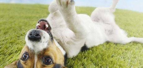 castración en perros