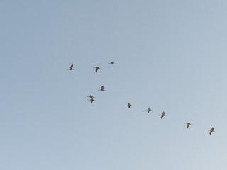 La laguna de Gallocanta, un lugar ideal para los amantes de los pájaros