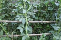 Habas tiernas guisadas