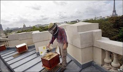 Beneficios, mitos y leyendas de la apicultura urbana - Benefits , myths and legends of urban beekeeping,