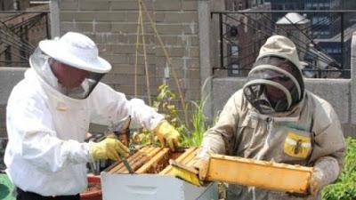 Beneficios, mitos y leyendas de la apicultura urbana - Benefits , myths and legends of urban beekeeping,