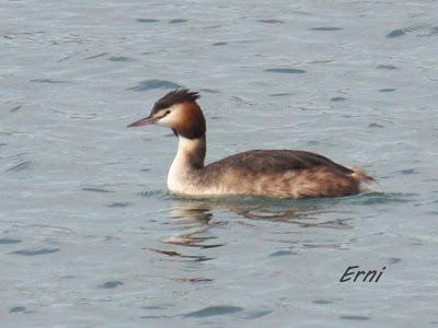 MÁS PACIENCIA QUE UNA GARZA...