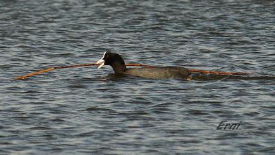 MÁS PACIENCIA QUE UNA GARZA...