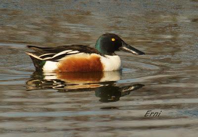 MÁS PACIENCIA QUE UNA GARZA...