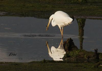 MÁS PACIENCIA QUE UNA GARZA...