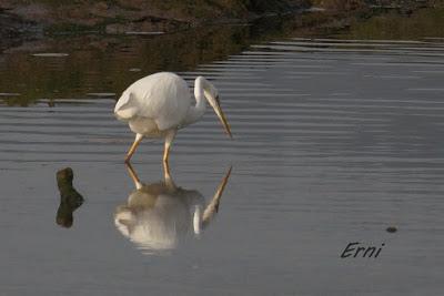 MÁS PACIENCIA QUE UNA GARZA...