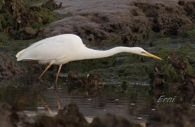 MÁS PACIENCIA QUE UNA GARZA...