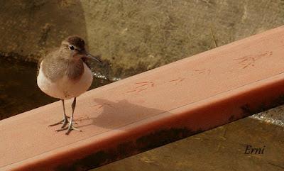 MÁS PACIENCIA QUE UNA GARZA...
