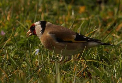 MÁS PACIENCIA QUE UNA GARZA...