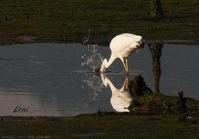 MÁS PACIENCIA QUE UNA GARZA...