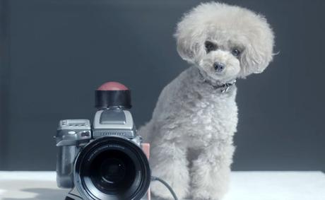 Estos perritos fueron entrenados para ser fotógrafos de estudio