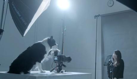 Estos perritos fueron entrenados para ser fotógrafos de estudio