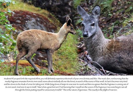 LLUVIAS DE VERANO 1990 ILUSTRADO PARTES 14 Y 15