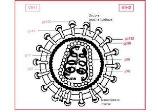El VIH-2, la cara invisible de la Inmunodeficiencia Humana