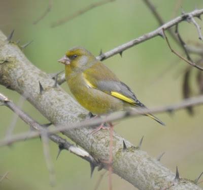 El verderón y su comida