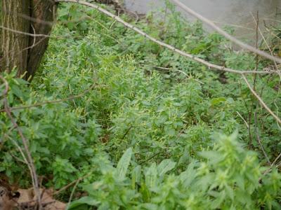 El verderón y su comida